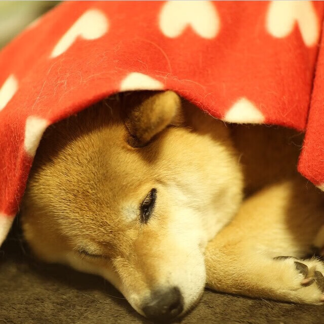 双城记，字母哥独舞映照鹈鹕群像，时代王座下的两种答案