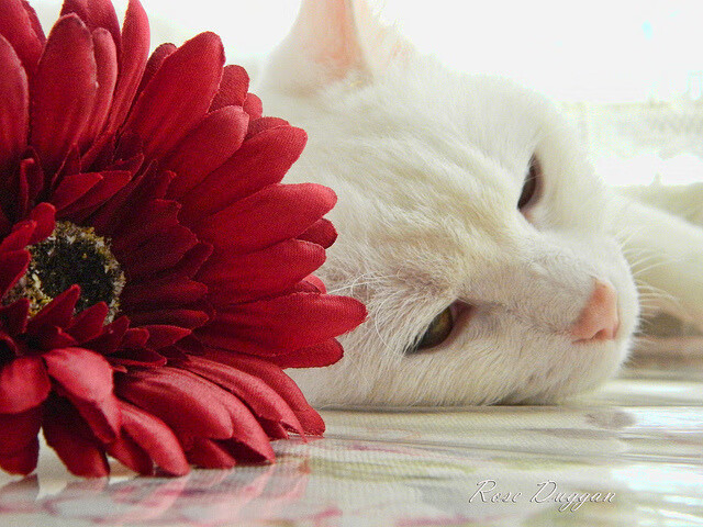 华体会app-当洛杉矶的日落照进黄浦江，哈利伯顿的跨次元神迹